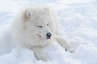 White dog in snow