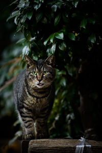 Portrait of tabby cat beside tree