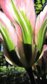 Close-up of pink flower