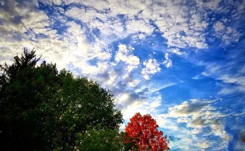 Low angle view of trees against sky