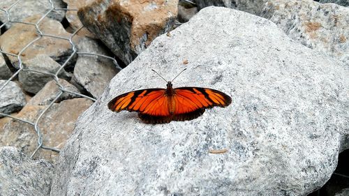 High angle view of butterfly on leaf