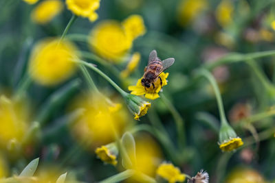 Close-up of bee pollinating on flower
