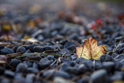 Close-up of autumn leaves on pebbles