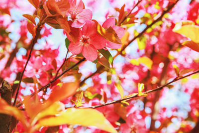 Low angle view of pink cherry blossoms on tree