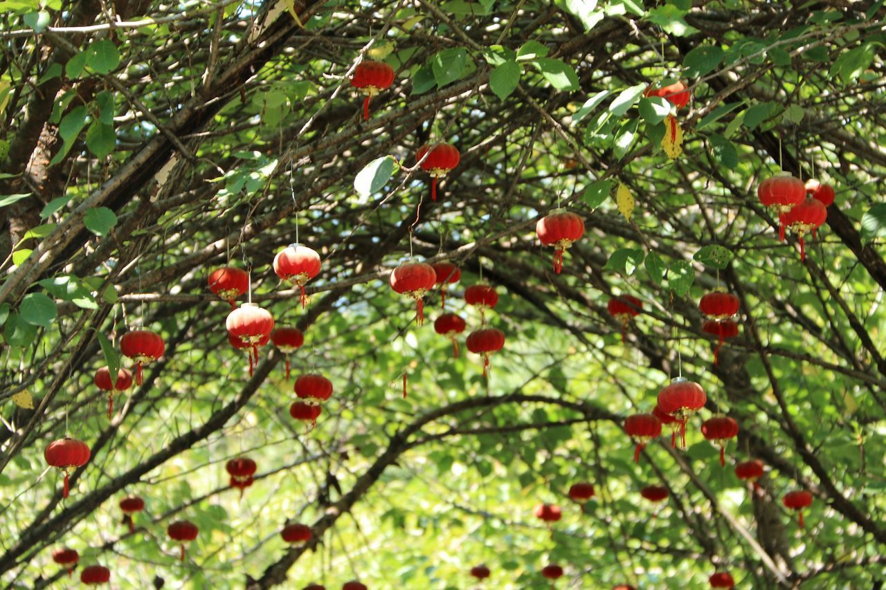 CLOSE-UP OF RED BERRIES ON TREE