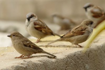 Close-up of sparrow perching outdoors