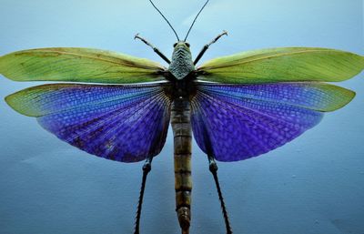 Close-up of insect on flower