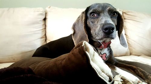 Close-up portrait of dog relaxing on sofa at home