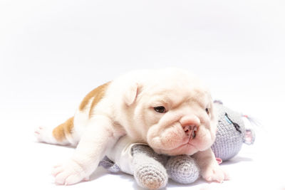 Close-up of a dog over white background