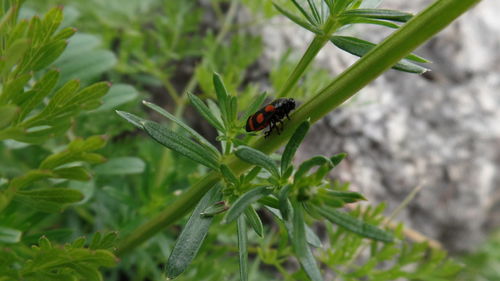 Close-up of insect on leaf