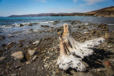 Driftwood on beach