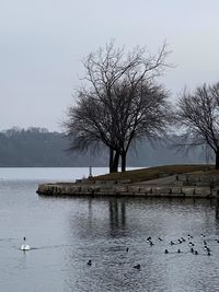 Birds swimming in lake