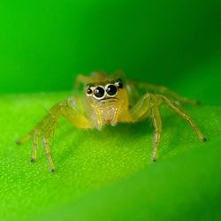 Close-up of spider