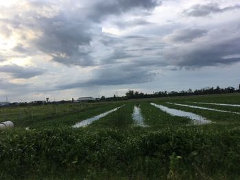 Scenic view of agricultural field against sky