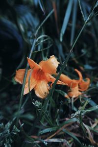 Close-up of orange flowering plant