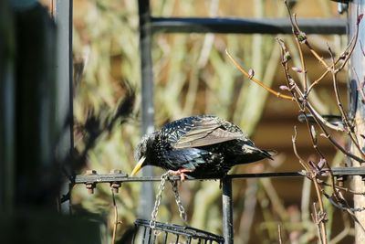 Close-up of bird perching outdoors