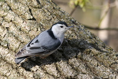 Close-up of bird perching on rock