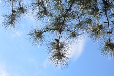 Low angle view of tree against clear sky