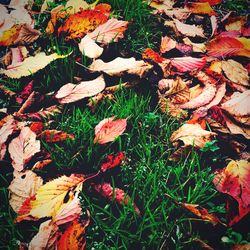 Close-up of leaves on field