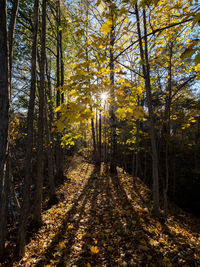 Trees in forest during autumn