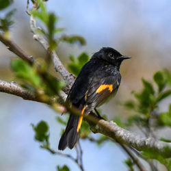 Close-up of bird perching on branch