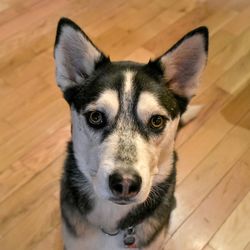 High angle portrait of dog on hardwood floor