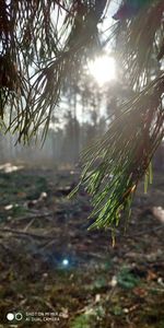 Close-up of pine tree