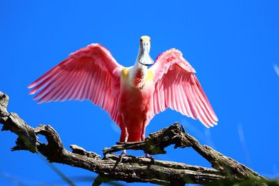 Low angle view of bird perching on branch against clear blue sky