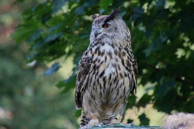 Close-up of owl perching on tree