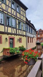 Potted plants by residential building