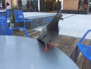 High angle view of bird perching on table