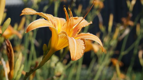 Close-up of orange day lily