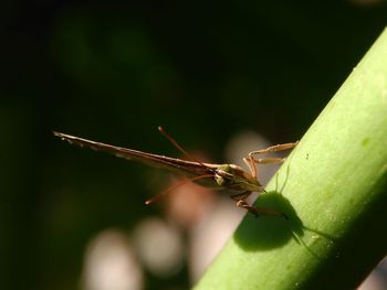 Butterfly potograpy