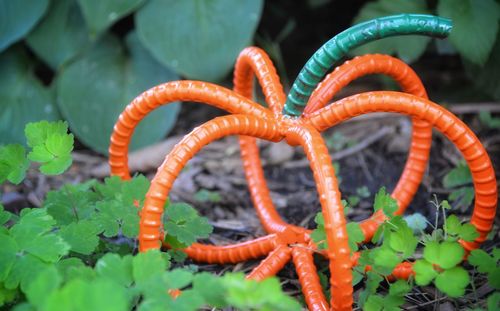 Close-up of orange butterfly on plant