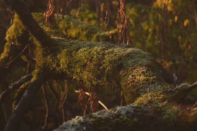 Moss growing on fallen tree