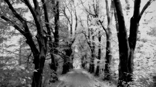 Bare trees in forest during winter