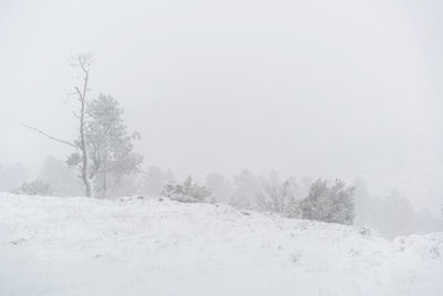 Trees on snow covered field