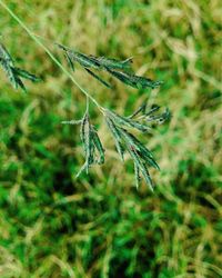 Close-up of insect on spider web