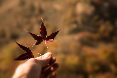 Close-up of hand holding maple leaf