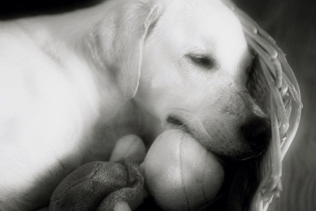 CLOSE-UP OF DOG LOOKING UP