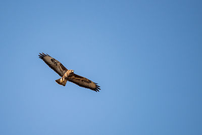 Low angle view of bird flying against clear blue sky