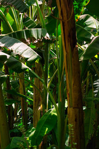 Close-up of fresh green plants and trees in field