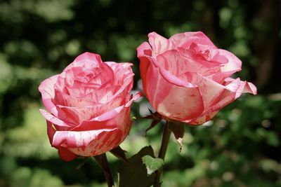 Pink roses