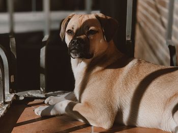 Portrait of dog sitting at home