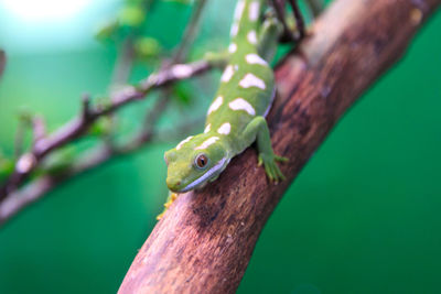 Close-up of lizard on tree