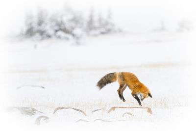 Lizard on snow field during winter