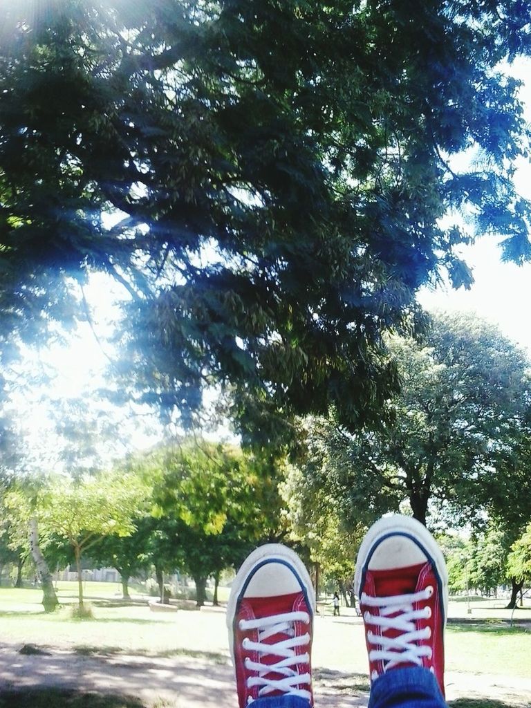 tree, low section, person, shoe, personal perspective, lifestyles, day, leisure activity, sky, footwear, grass, outdoors, growth, men, standing, nature, park - man made space