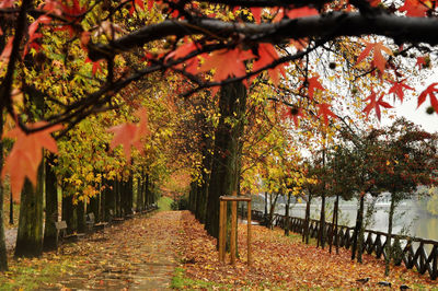 Footpath amidst trees in park during autumn