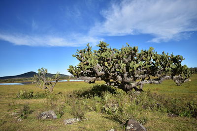 Trees on field against sky