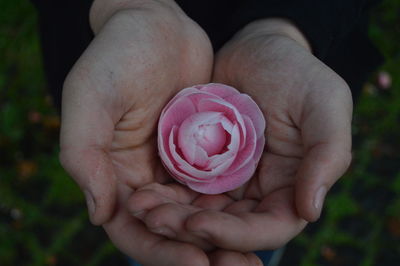 Close-up of hand holding pink rose